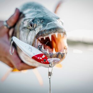 Tiger Fishing
